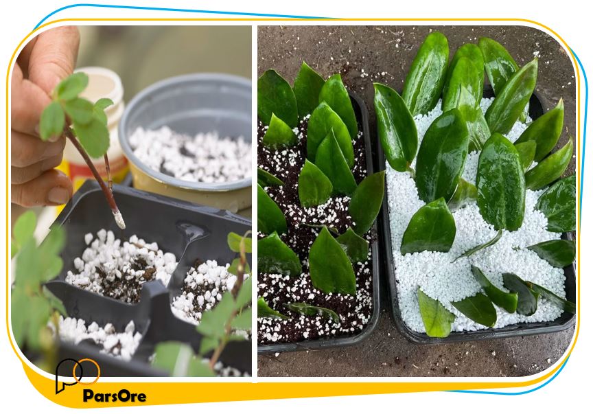 مواد مناسب برای ریشه دار کردن قلمه ها 13 ریشه دار کردن قلمه های گیاهان اپارتمانی و نهال