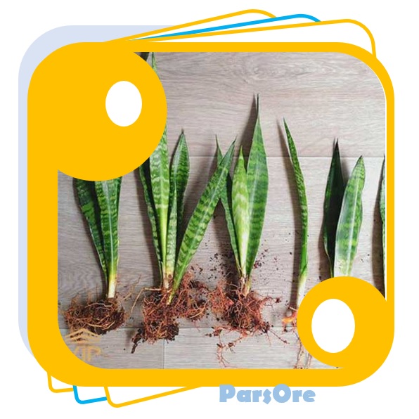 ریشه دار کردن قلمه ها پرلیت کوکوپیت پیتماس و ...