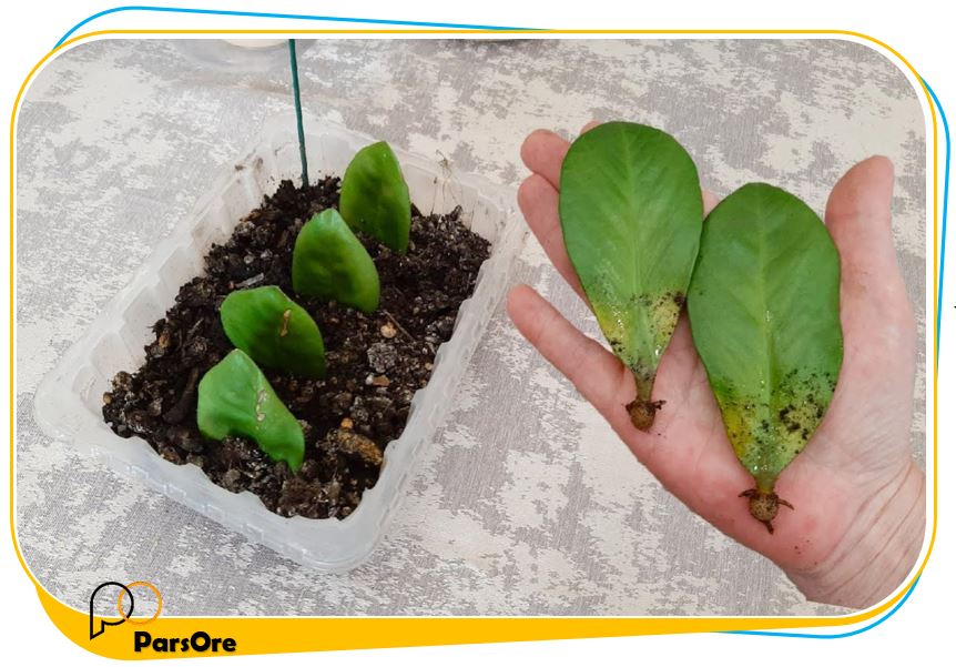 مواد مناسب برای ریشه دار کردن قلمه ها 12 کود معدنی خاک نهال ریشه قلمه مواد مناسب برای ریشه دار کردن قلمه ها