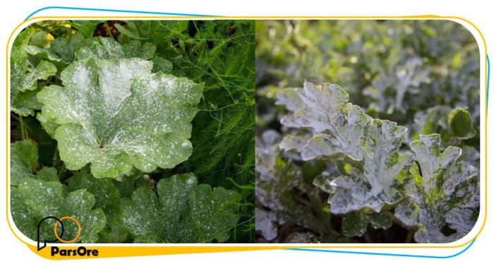 کائولن کشاورزی برای پاشش روی برگ گیاهان