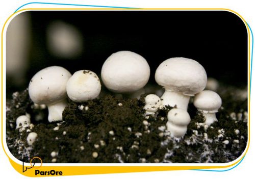 کلسیم کربنات مخصوص بستر کشت پرورش قارچ ها