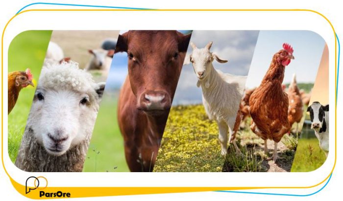 کربنات کلسیم خوراک دام و طیور