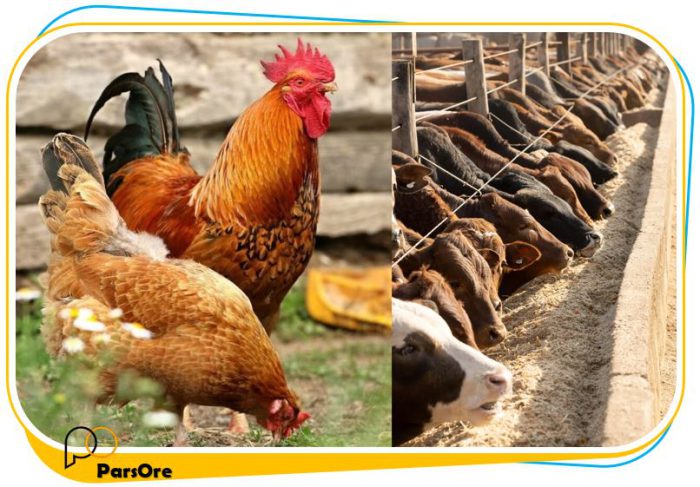 بنتونیت مخصوص خوراک دام و طیور و آبزیان