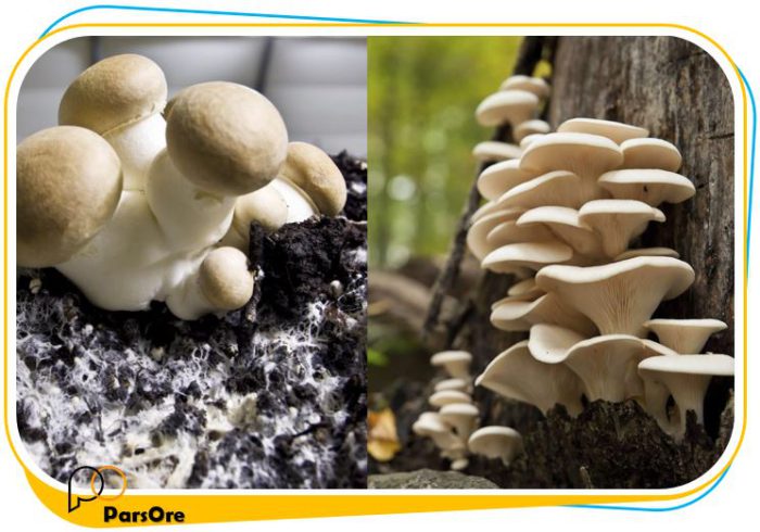 آهک پوششی قارچ، پوشش بستر پرورش قارچ - Image 2