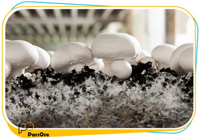 پودر آهک مخصوص کمپوست بستر پوششی قارچ