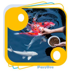 نکات مهم در پرورش ماهی و خوراک آبزیان