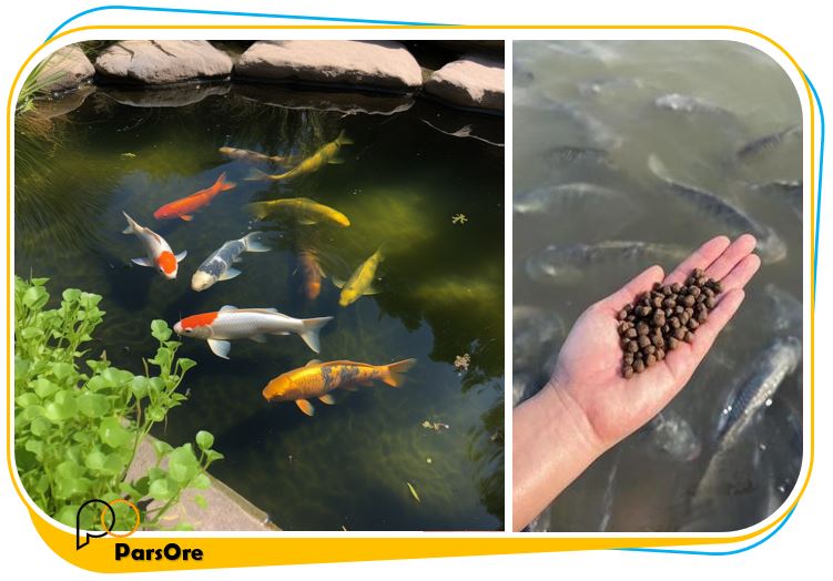 آموزش مراقبت از استخر پرورش ماهی و حلزون و میگو