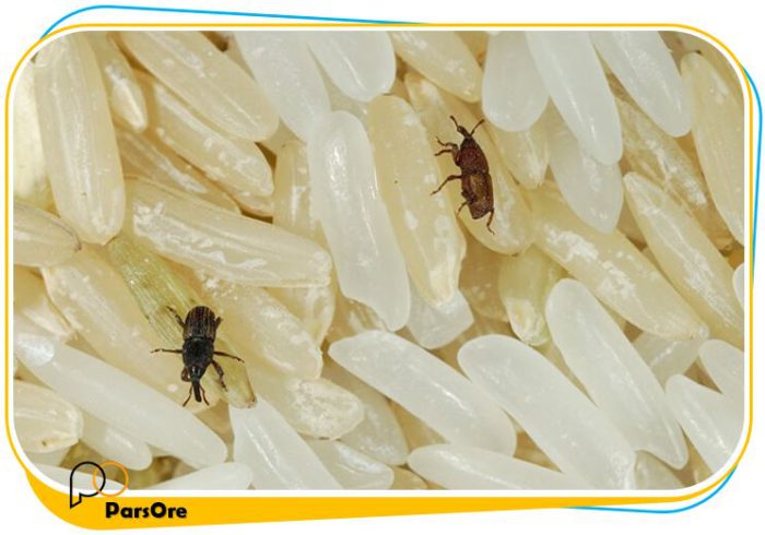 دفع حشرات و افت کشی با دود کردن گوگرد