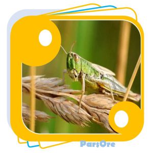 حشره کش طبیعی دفع حشرات موذی و آفت کش