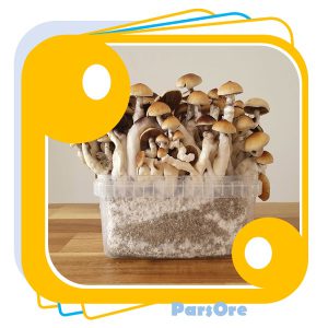 آموزش پرورش قارچ خوراکی و ترکیب مواد بستر پرورش قارچ