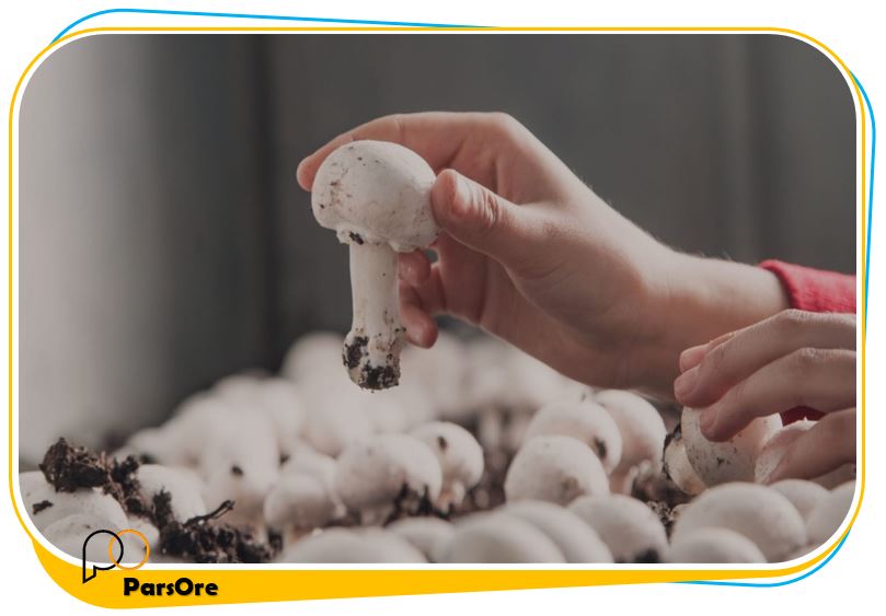 آموزش پرورش قارچ خوراکی درصد ترکیب مواد برای ساخت بستر قارچ