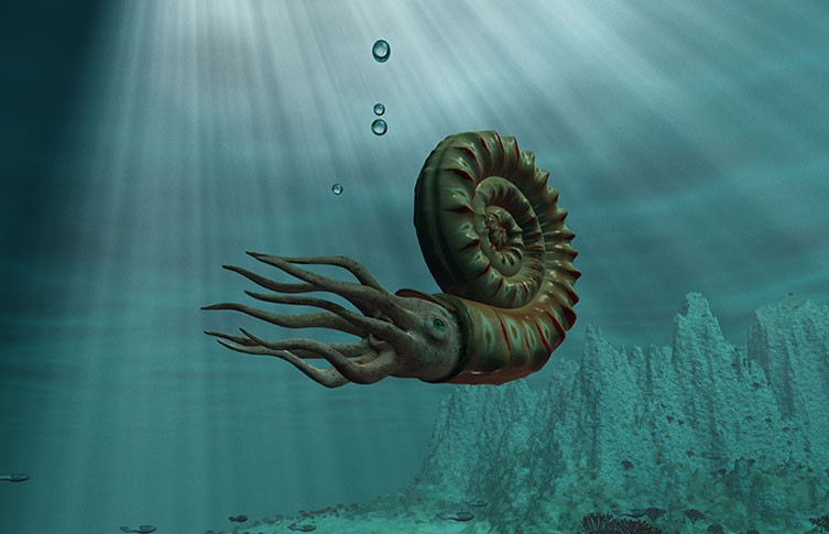 ammonite 3d render two column.jpg.thumb .768.768