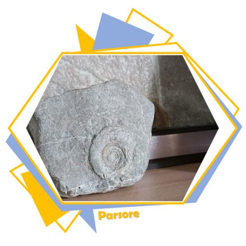 آمونیت کرتاسه Ammonites
