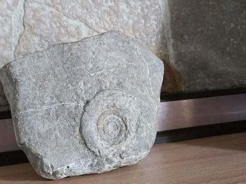 خرید و فروش فسیل صدف آمونیت