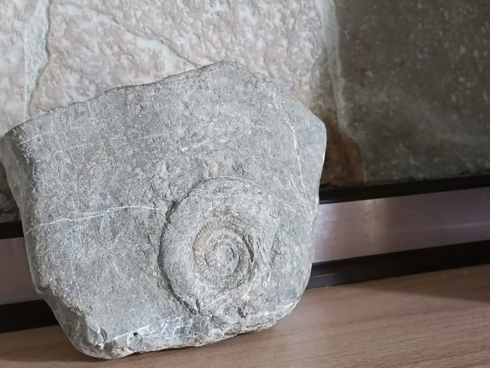 خرید و فروش فسیل صدف آمونیت