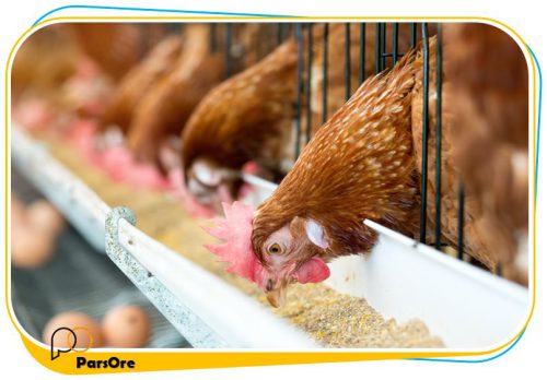 خرید پودر کلسیم مرغ و کلسیم دامی با مش 400