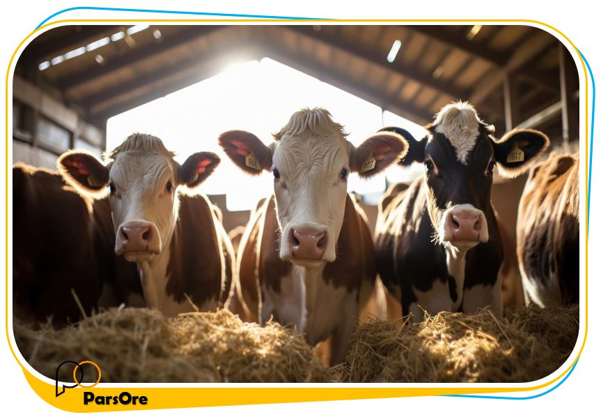 تامین کلسیم دام وطیور با پودر معدنی مکمل تغذیه دام 12 پودر سنگ معدنی خوراک دام و طیور با مجوز دام و طیور