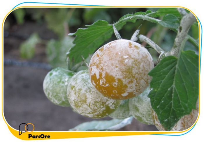 کائولن کشاورزی برای پوشش تنه درختان از آفتاب سوختگی