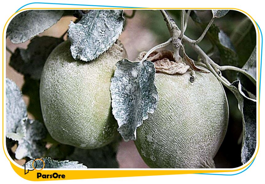 روش های جلوگیری از آفتاب سوختگی میوه و آبدارشدن مرکبات