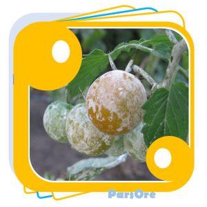 کائولن پاشی میوه برای جلوگیری از آفتاب سوختگی میوه